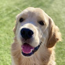 Golden Retriever Puppies from Goldminer Goldens