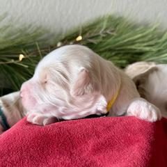 Bingo (yellow) - female Golden Mountain Doodle puppy in Twin Falls, Idaho from Magic Valley Family Doodles