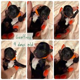 Geoffery - Black and tan male Yorkipoo puppy in Tangipahoa County, Louisiana from Riche’ Louisiana Yorkies