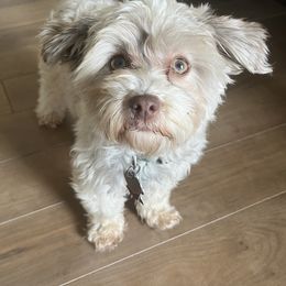 Indie - Silver sable female Havanese puppy in Stoughton, Wisconsin from Happy Acres Havanese and Mini Sheepadoodles
