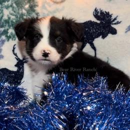 Miniature Australian Shepherd Puppies from Bear River Ranch LLC