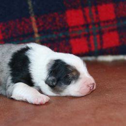 Boy 2 - male Australian Shepherd puppy in Noxon, Montana from MITIN Aussies AKC Standard Australian Shepherds