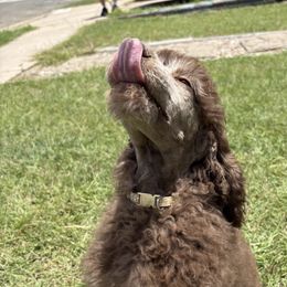 Rolo- White - Phantom female Poodle puppy in Copperas Cove, Texas from Poodles of Valor