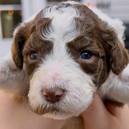 Latte - Parti female Goldendoodle puppy in Wake Forest, North Carolina from Wake Forest Darling Doodles