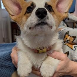 Purple - Red female Pembroke Welsh Corgi puppy in Berkeley Springs, West Virginia from Hummingbird Farm
