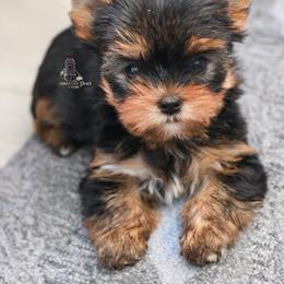 Yorkshire Terrier Puppies from Essence of Grace Yorkies