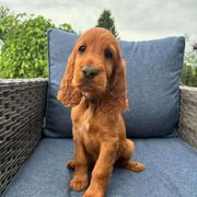 Dark Rainbow girl - Mahogany Irish Setter puppy in Fredonia, New York from Northwinds