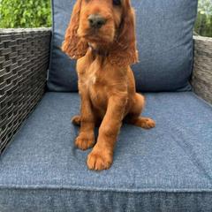 Dark Rainbow girl - Mahogany Irish Setter puppy in Fredonia, New York from Northwinds