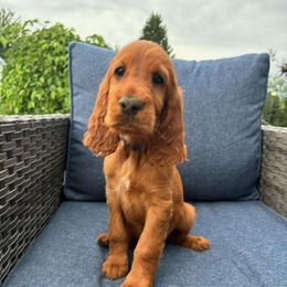 Dark Rainbow girl - Mahogany Irish Setter puppy in Fredonia, New York from Northwinds
