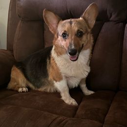 Zora - Pembroke Welsh Corgi