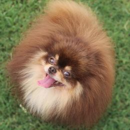 Magic - Pomeranian
