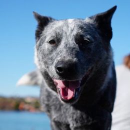 Australian Cattle Dog All Grown Up from Butterfly Butte Australian Cattle Dogs