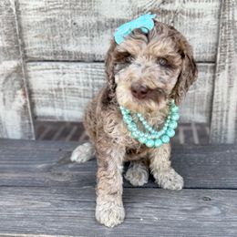 Sandy - Merle female Goldendoodle puppy in Mc Kinney, Texas from Flair Doodles
