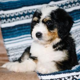 Zocalo - Tri-color male Bernedoodle puppy in Grove, Oklahoma from Grand Lake Poodles & Doodles