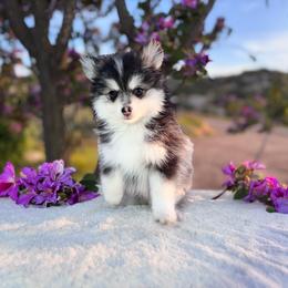 Leo - Black and white male Pomsky puppy in Homeland, California from Lara's Ranch Pomskies