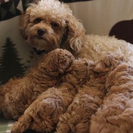 Poodles from Joseph Conkle's Poodles