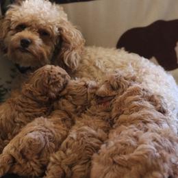 Poodles from Joseph Conkle's Poodles