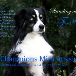 Miniature Australian Shepherd All Grown Up from All Champions Mini Aussies & ABW Great Danes