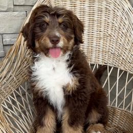 Iris - Red tri-color female Aussiedoodle puppy in Spanish Fork, Utah from K Brand Doodles