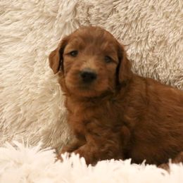 Brie - Red  female Goldendoodle puppy in Denham Springs, Louisiana from E&S Goldendoodles