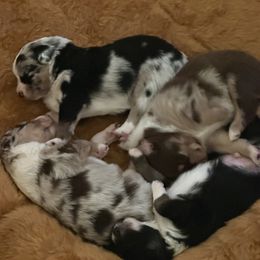 Australian Shepherd Puppies from M3 Sassafrass Ranch