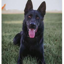 German Shepherds from Forest Shepherd