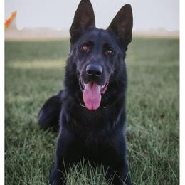 German Shepherds from Forest Shepherd