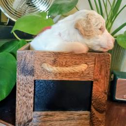 Woodstock - Caramel male Australian Labradoodle puppy in Atascadero, California from Classic Poodles and Doodles