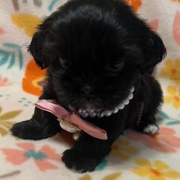 Stormy - Black female Shih Tzu puppy in Hemet, California from Aloha Shih Tzu