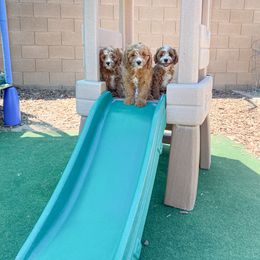 Cavapoo Puppies from Perfect Puppy Paws