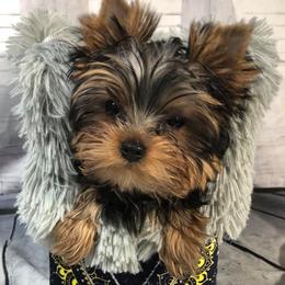 Kenia - Yorkshire Terrier