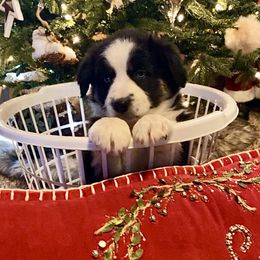 Shock - Black tri-color female Australian Shepherd puppy in Neola, Utah from Wall To Wall Aussies