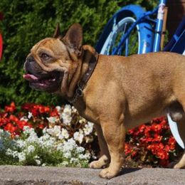 French Bulldog All Grown Up from Cooper’s French Bulldogs