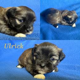 Ulrick - Cream male Lhasa Apso puppy in Cincinnati, Ohio from Shangri-La Lhasa Apsos