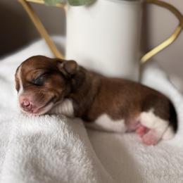 Alfie - Piebald male Dachshund puppy in Jacksonville, Florida from Florida Dippin’ Dachshunds & Aussiedoodles
