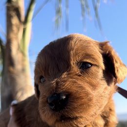 Boy 1 - male Goldendoodle puppy in Jurupa Valley, California from gucci_bentleys_goldendoodles
