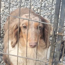 Gemma - Dachshund