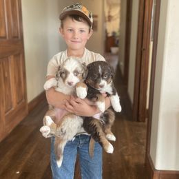 Assorted Doodle Crosses puppies from Dry Canyon Pups