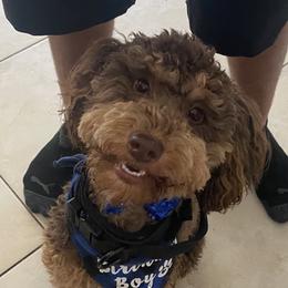 Reeses - Goldendoodle