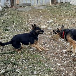 German Shepherds from Deinst Haus GSD