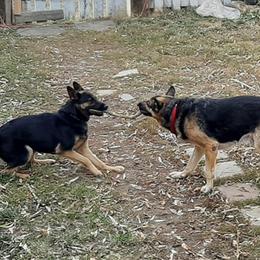 German Shepherds from Deinst Haus GSD