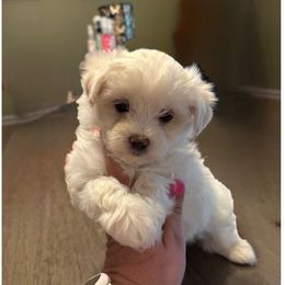Girl 2 - yellow collar - White Maltese puppy in Conover, North Carolina from Fisher's Pup-cakes