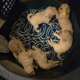 Butterscotch - Cream male Goldendoodle puppy in Pensacola, Florida from Goldendoodles Love You in Pensacola Friend Edition