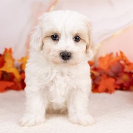 Boy 2 - White male Maltipoo puppy in Salt Lake City, Utah from Marlene's Doodles