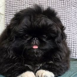 Jojo - Black male Pekingese puppy in Port Orange, Florida from Color Me Bad Pekingese