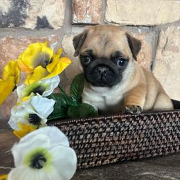Green-teal collar - Fawn male Pug puppy in Tucson, Arizona from Furever Friends