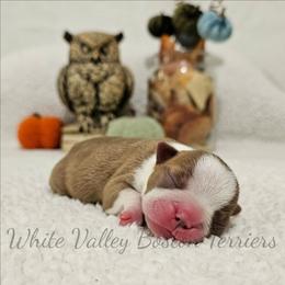 Asteria - Red female Boston Terrier puppy in Mulberry, Arkansas from White Valley Boston Terriers