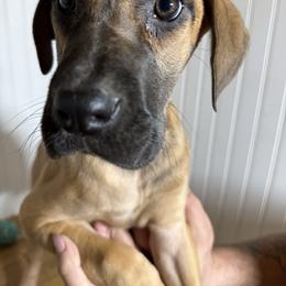 Rowan - Fawn female Great Dane puppy in Hutchinson, Kansas from Dappled Danes