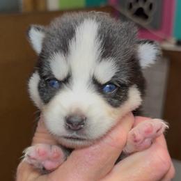 Scottie - Black and white male Pomsky puppy in Spring Hill, Florida from PDQ Pomskies