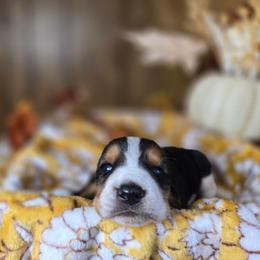 Vermax - Black white and tan male Basset Hound puppy in Valley, Washington from Enchanted Valley Paws